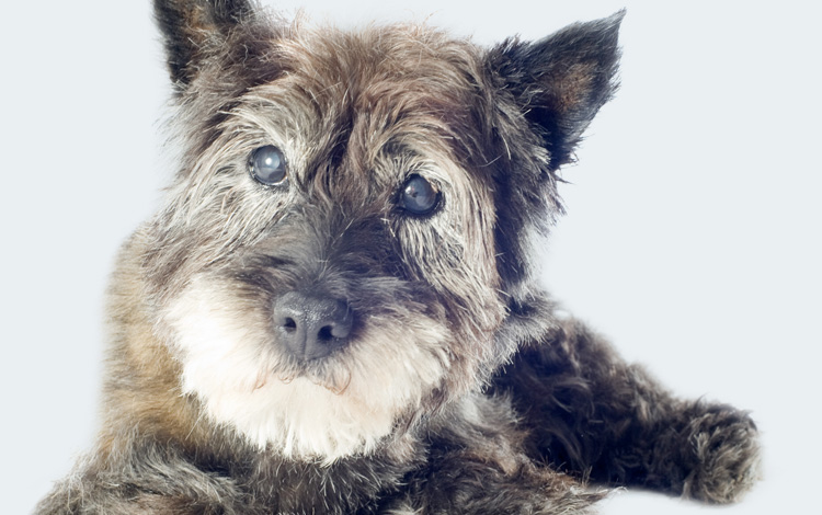 Chien aveugle