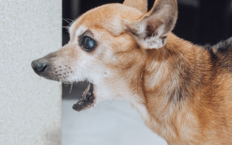 Croquettes molles pour chien sans dents