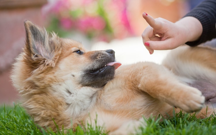 Eduquer un chiot qui fait des bêtises