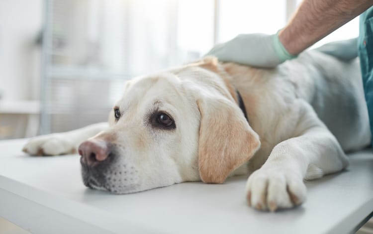 Combien de temps peut vivre un chien avec une tumeur