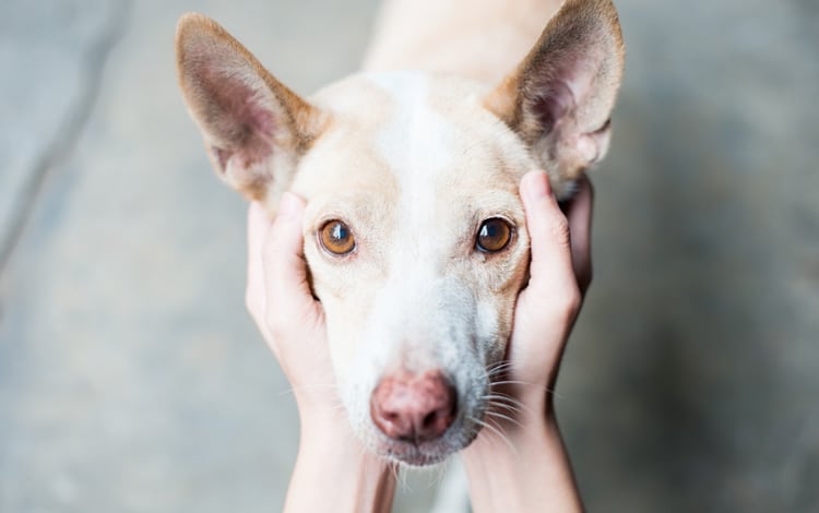 Comment bien choisir et adopter un chien