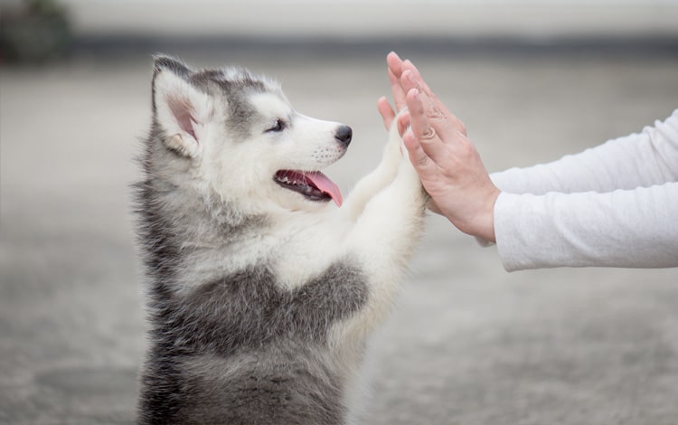 Comment communiquer avec son chien