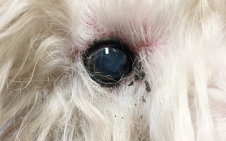 Conjonctivite de l'œil chez le chien