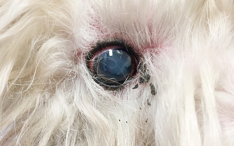Conjonctivite avec œil rouge chez le chien