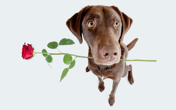 Conseils vétérinaires sur l'adoption d'un chien adulte