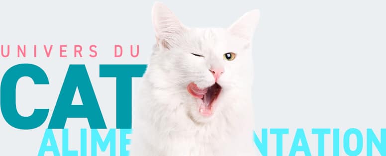 Conseils vétérinaires sur l'alimentation du chat