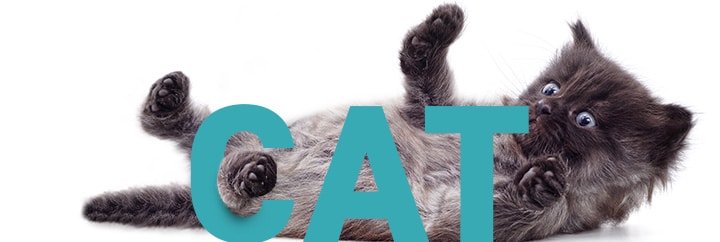 Conseils vétérinaires gratuits sur le chat