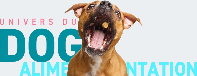 Conseils vétérinaires sur l'alimentation du chien