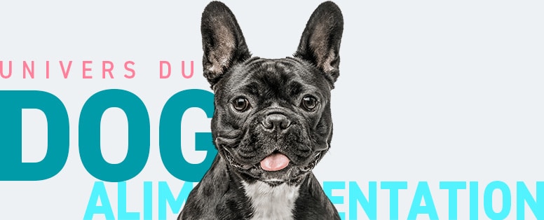 Conseils vétérinaires sur l'alimentation du chien