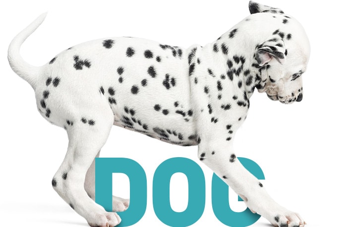 Conseils vétérinaires gratuits sur le chien