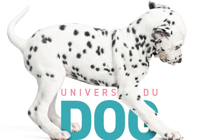 Conseils vétérinaires gratuit sur le chien