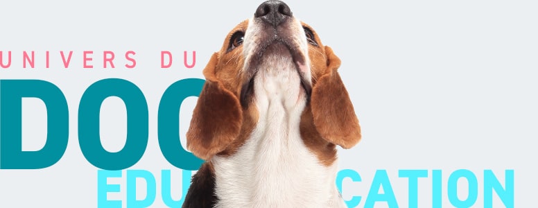 Conseils vétérinaires sur l'éducation du chien