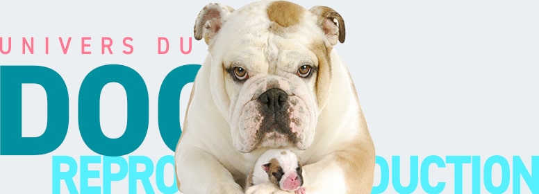 Conseils vétérinaires sur la reproduction du chien