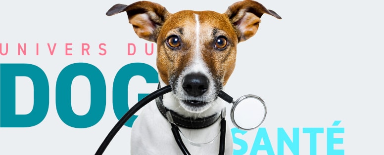 Conseils vétérinaires sur la santé du chien