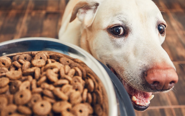 Avis vétérinaire sur les croquettes sans céréales pour chien