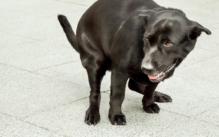 Symptômes et traitement de la cystite du chien