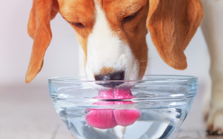 Symptômes et traitement du diabète chez le chien