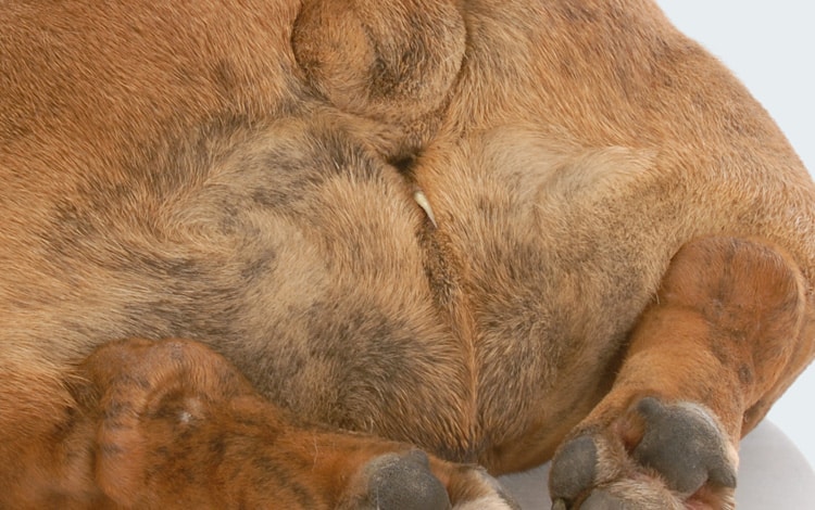 Dipylidium et tenia chez le chien