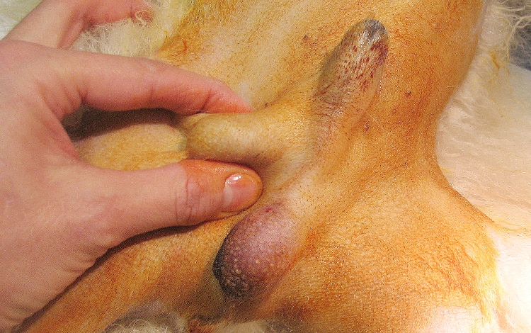 Symptômes et traitement de l'ectopie testiculaire chez le chien