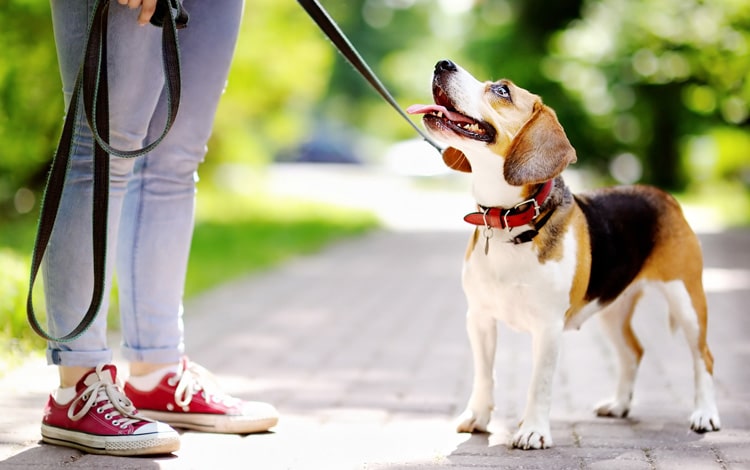 Comment apprendre à son chien à marcher en laisse
