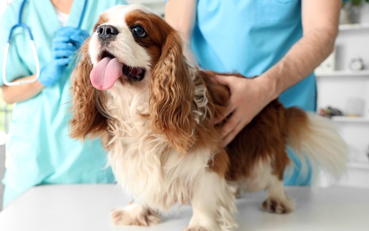 Endocardiose mitrale chez le chien Cavalier King Charles