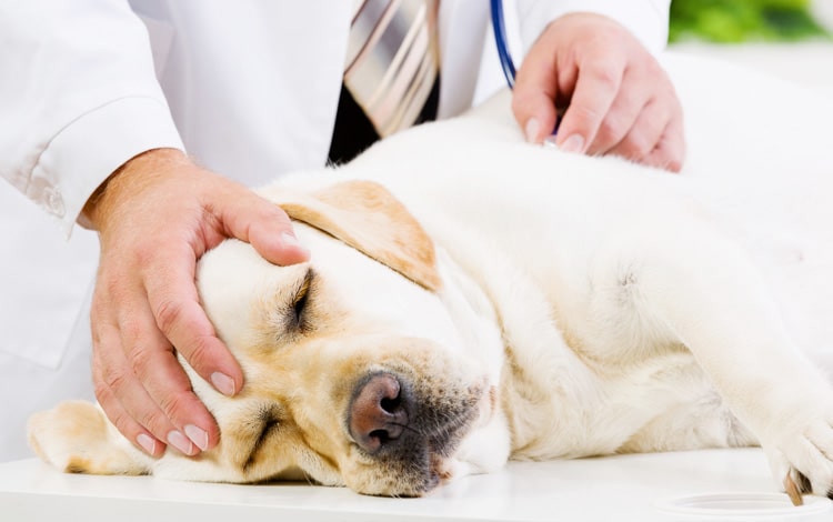 Symptômes et traitement d'une endocardiose mitrale chez le chien