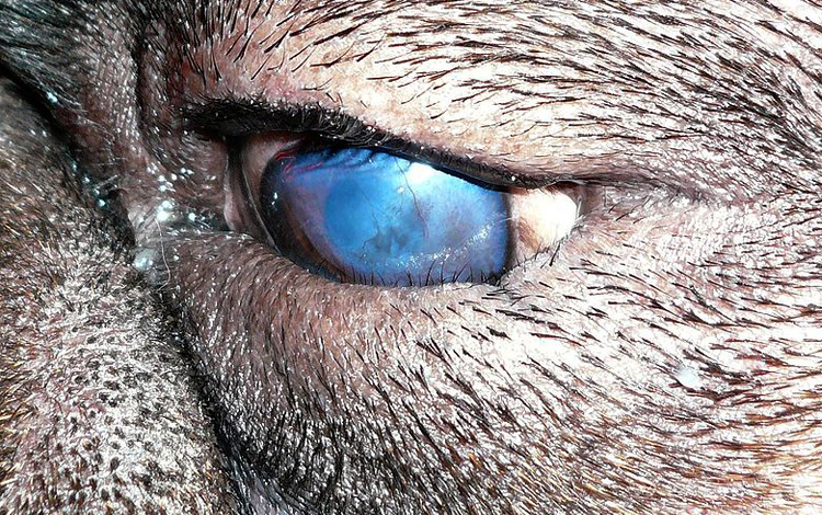 Entropion de l'œil chez le chien
