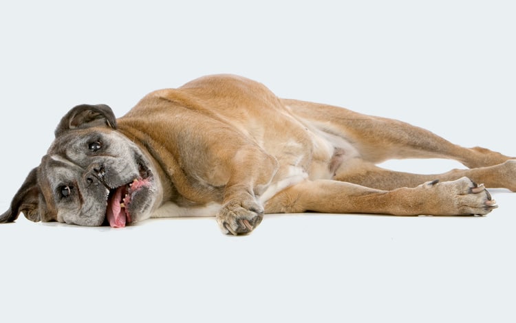 Symptômes et traitement de la maladie de l'épilepsie chez le chien