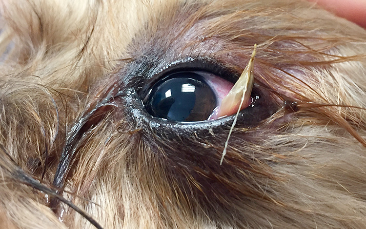 Epillet dans l'œil du chien