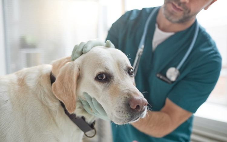 Comment faire soigner son chien gratuitement