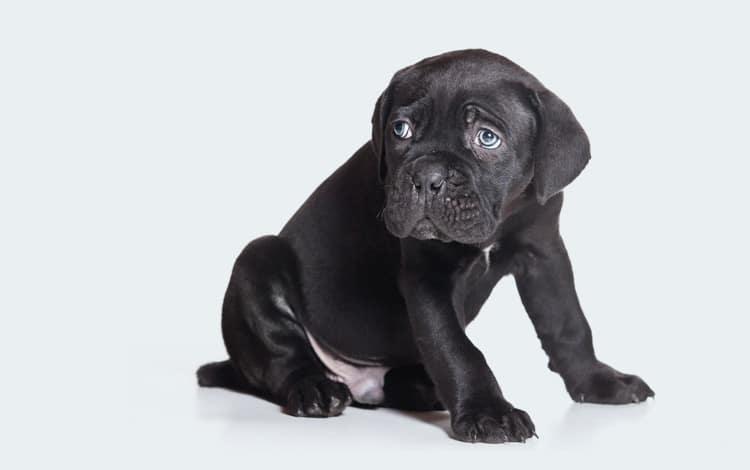 Girardiose chez le chien