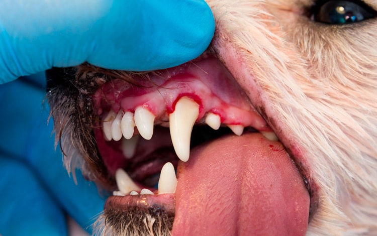 Symptômes et traitement de la gingivite chez le chien