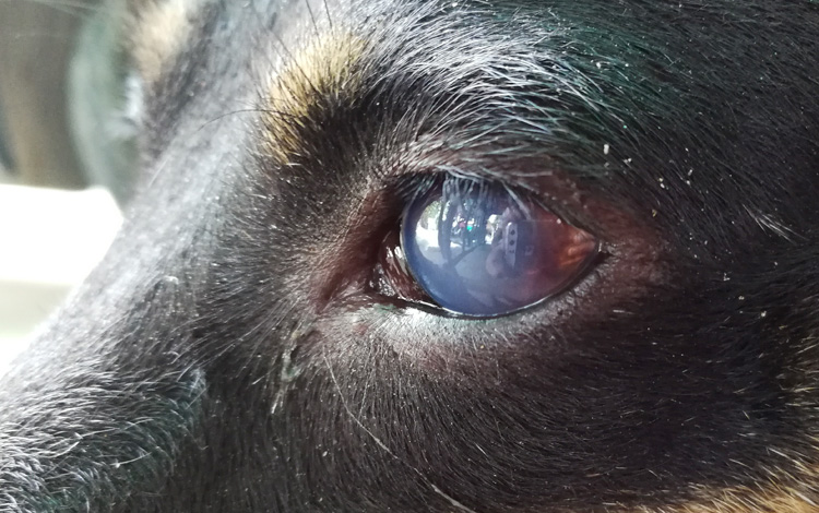 Cataracte de l'œil chez le chien