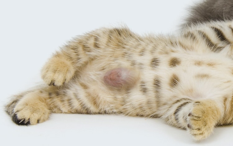 Hernie ombilicale chez le chat