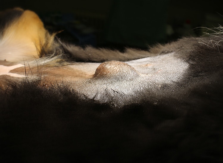 Hernie ombilicale chez le chat et le chien