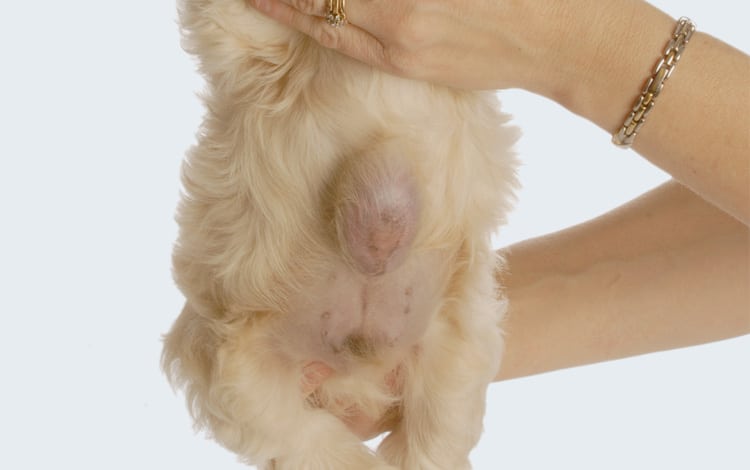 Hernie ombilicale chez le chien