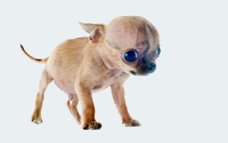 Symptôme et traitement de la maladie de l'hydrocéphalie chez le chien