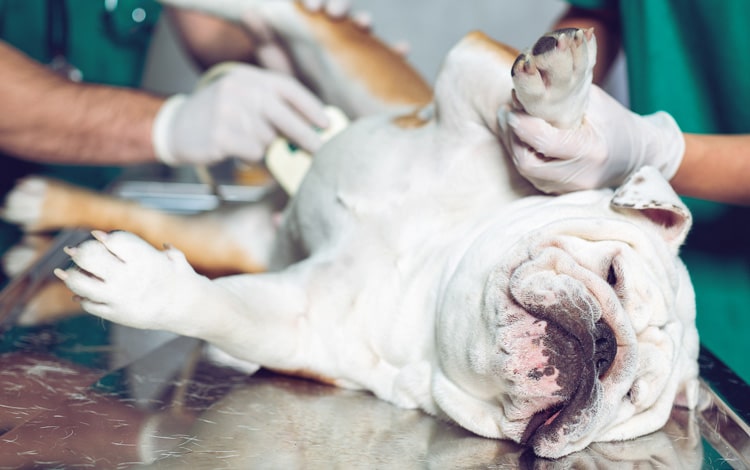 Symptômes et traitement de l'hydronéphrose chez le chien