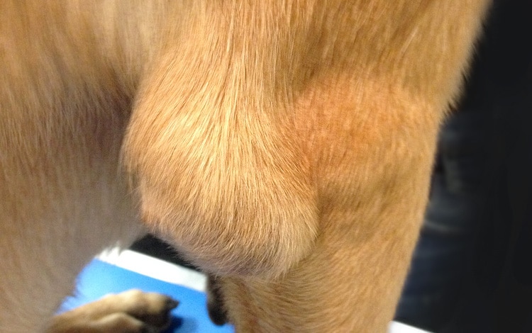 Hygroma du coude ou bursite chez le chien