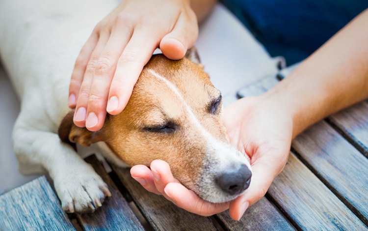 Symptômes et traitement d'une hyperthyroïdie chez le chien