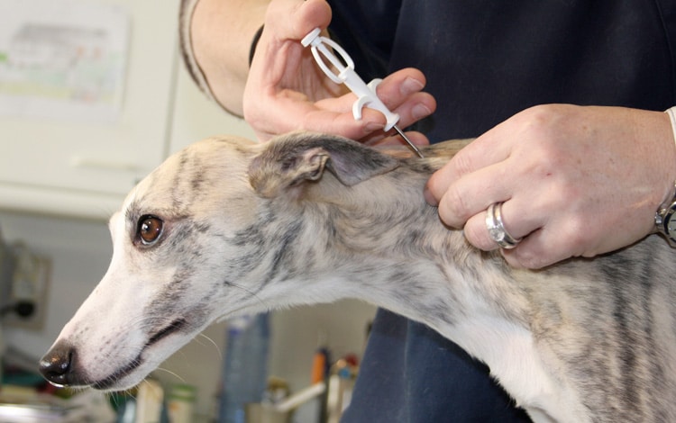 Identification du chien par puce électronique