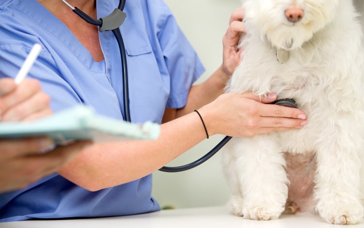 Symptômes et traitement d'une insuffisance cardiaque chez le chien