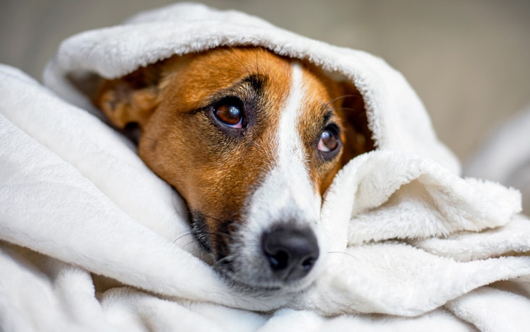 Symptômes et traitement de l'insuffisance rénale du chien