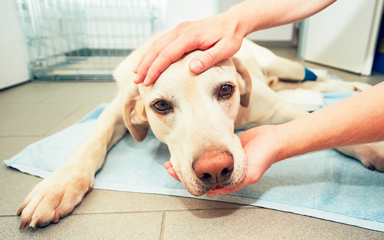 Symptômes et traitement d'une insuffisance surrénalienne chez le chien
