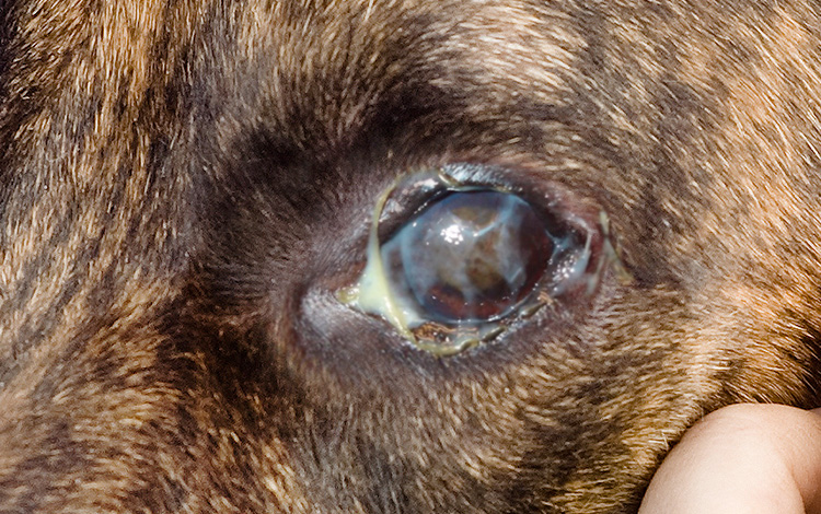 Kératoconjonctivite de l'œil chez le chien