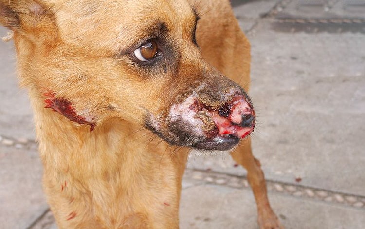 Leishmaniose chez le chien