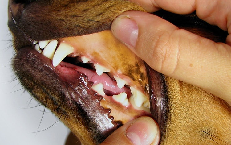 Symptôme et traitement de la leptospirose chez le chien