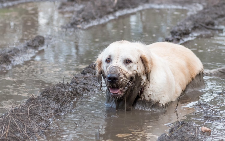 Symptôme et traitement de la leptospirose chez le chien