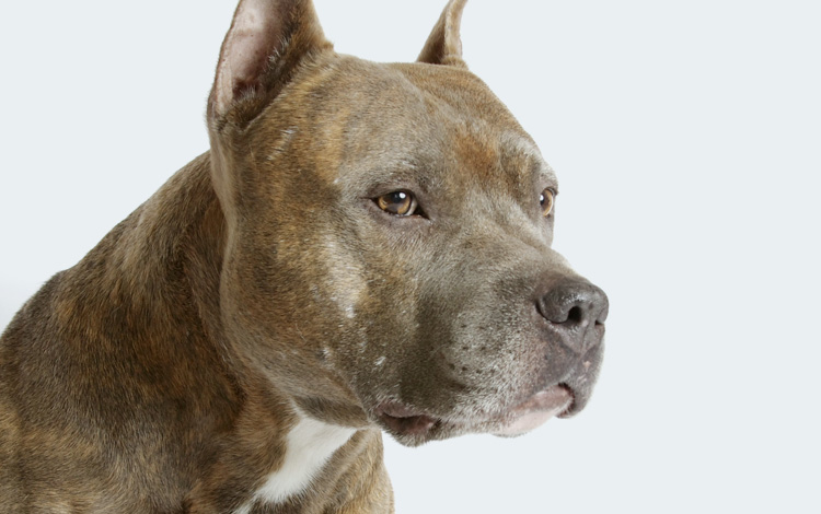 Loi sur les chiens dangereux et évaluation