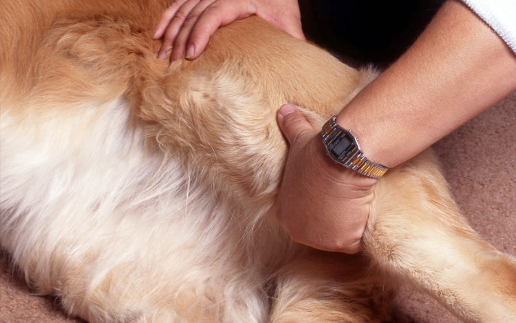 Luxation chez le chien de la patte, la hanche, la rotule, le coude